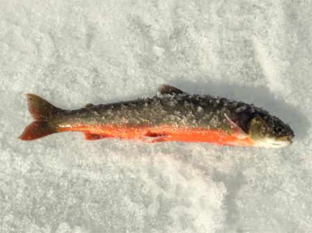 fisk