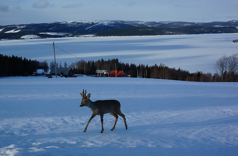 rådjur