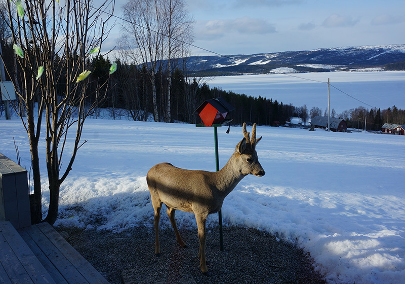 Rådjur äter fågelmal