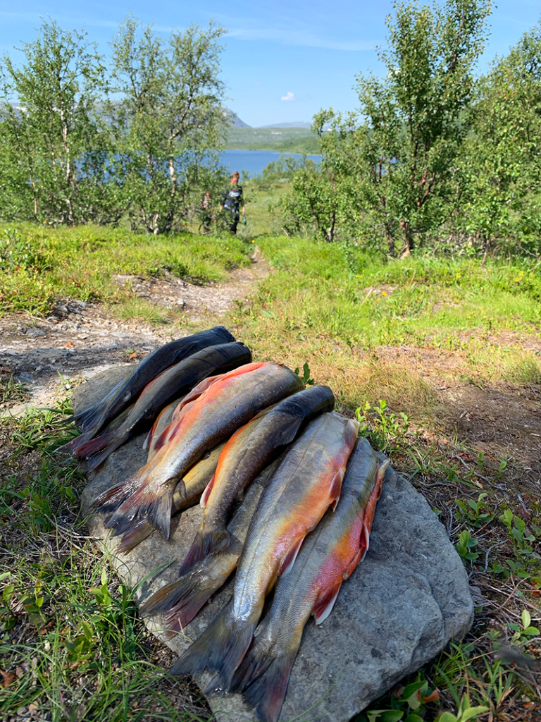 Öringar och rödningar